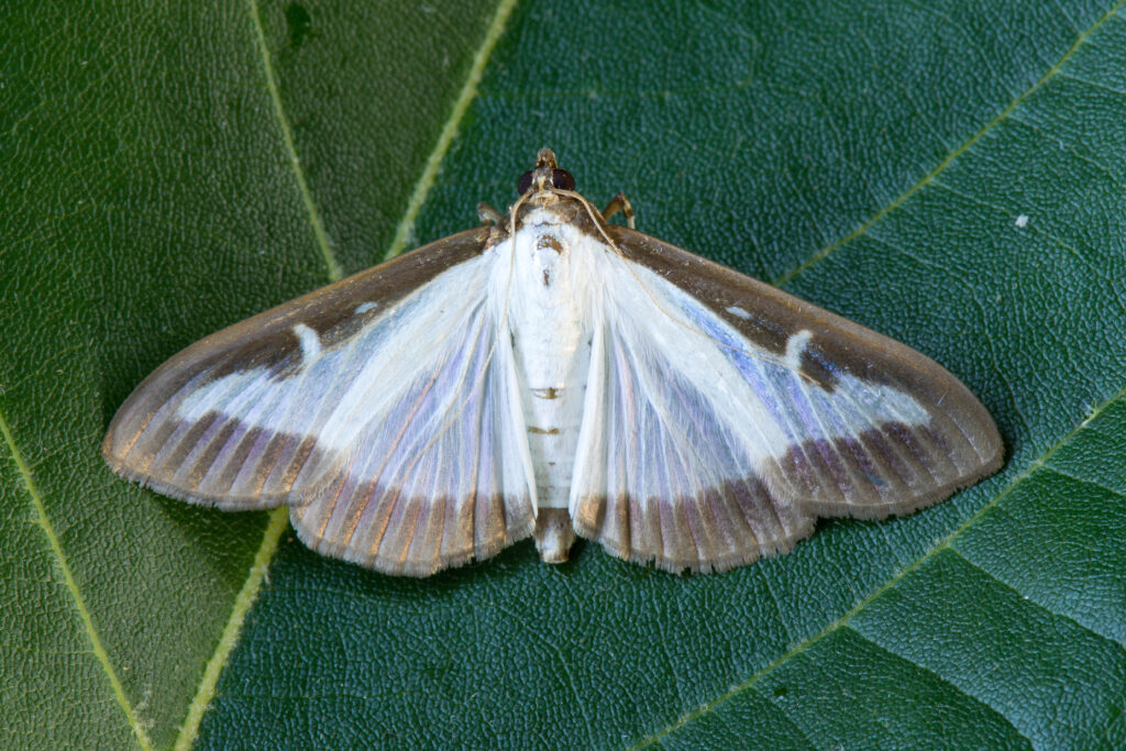Boxwoods Looking Under the Weather—the Box Tree Moth | Grandma's Gardens