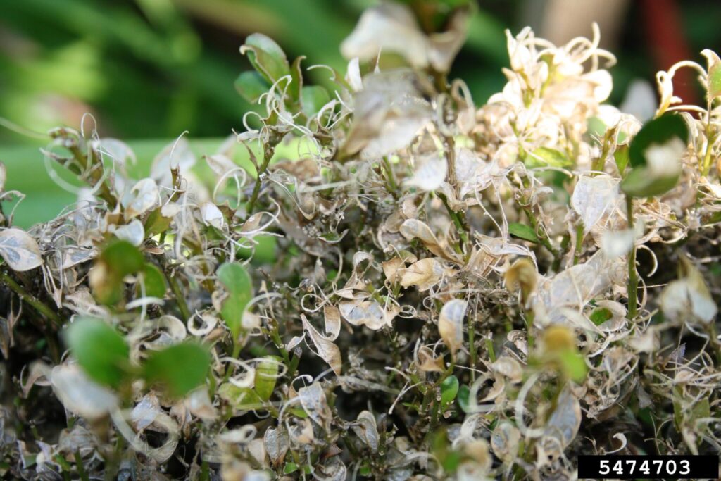 Boxwoods Looking Under the Weather—the Box Tree Moth | Grandma's Gardens