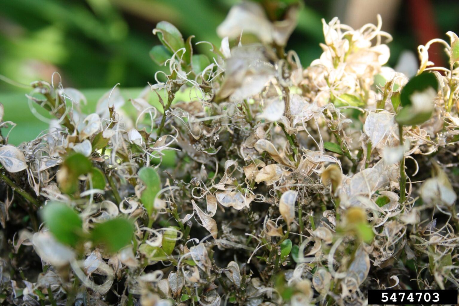 Boxwoods Looking Under the Weather—the Box Tree Moth | Grandma's Gardens
